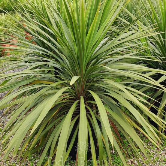 Cordyline australe 'peko' cordyline australis 'peko' 120cm pot 12l