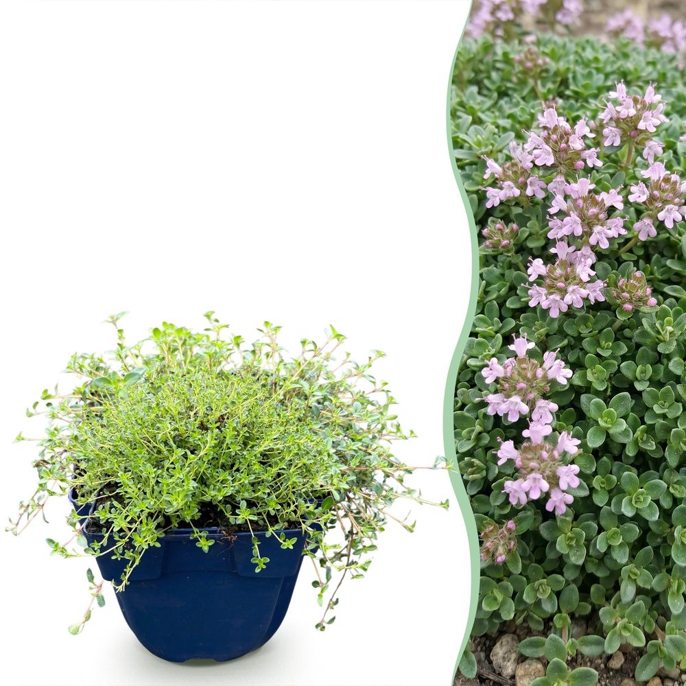 Thym rampant minor - 6 plants - h 15-25 cm, pot ø11 cm