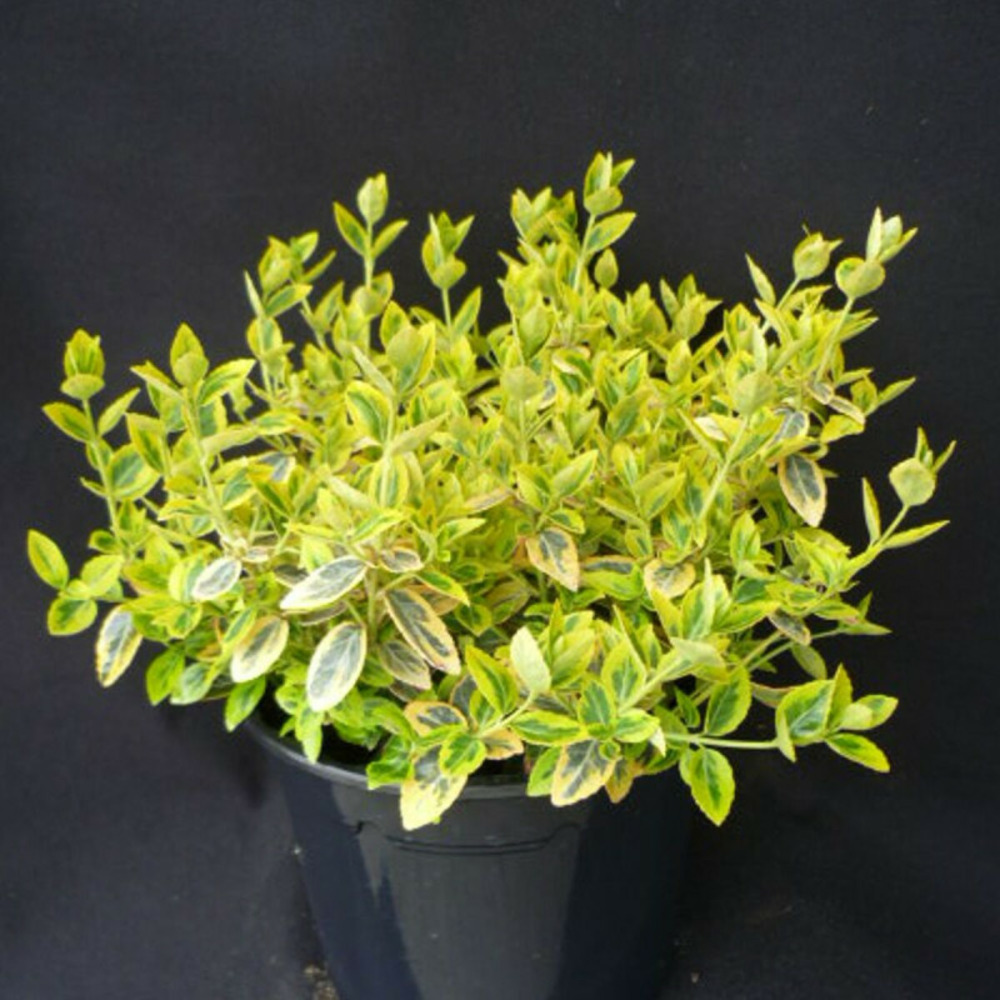 Fusain persistant emerald'n gold, euonymus pot de 3l - 20/40 cm