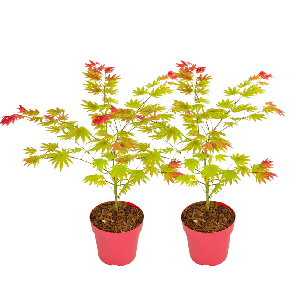 Érable du japon - set de 2 - acer palmatum 'moonrise' - hauteur 40-50cm - ⌀19cm