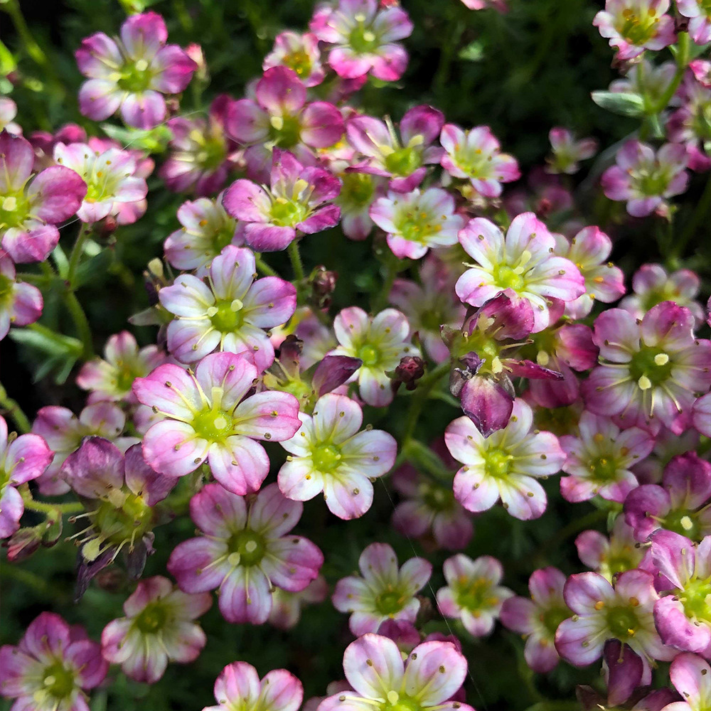 Saxifrage 'pixie' godet de 8/9 cm