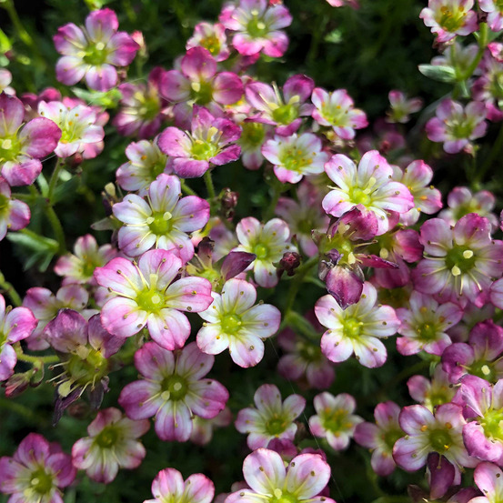 Saxifrage 'pixie' godet de 8/9 cm