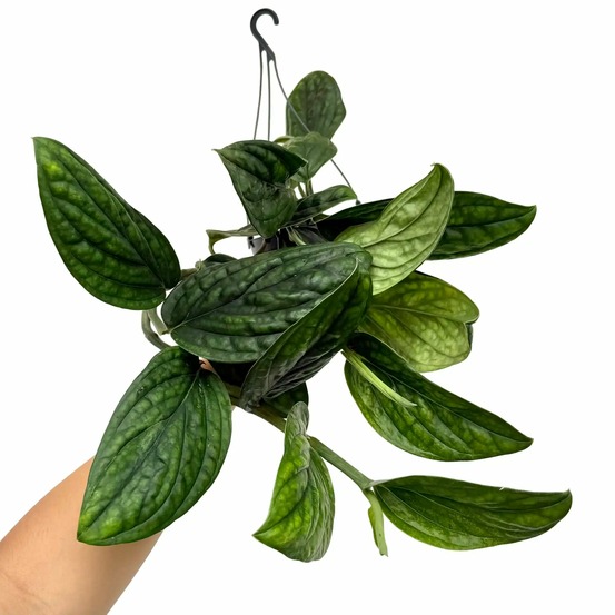 Monstera karstenianum - pot de 12cm