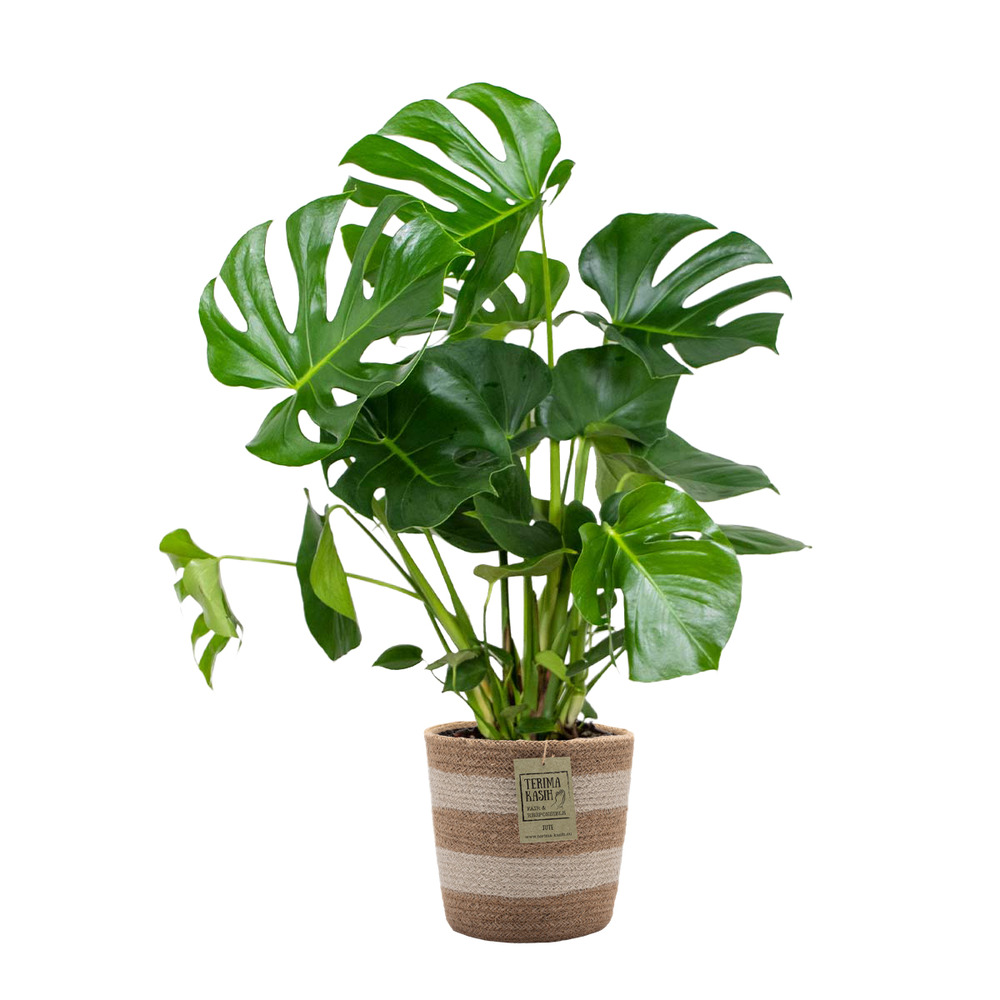 Monstera deliciosa - plante à trous - plante d’intérieur - 70-80 cm de haut - panier en jute 21 cm