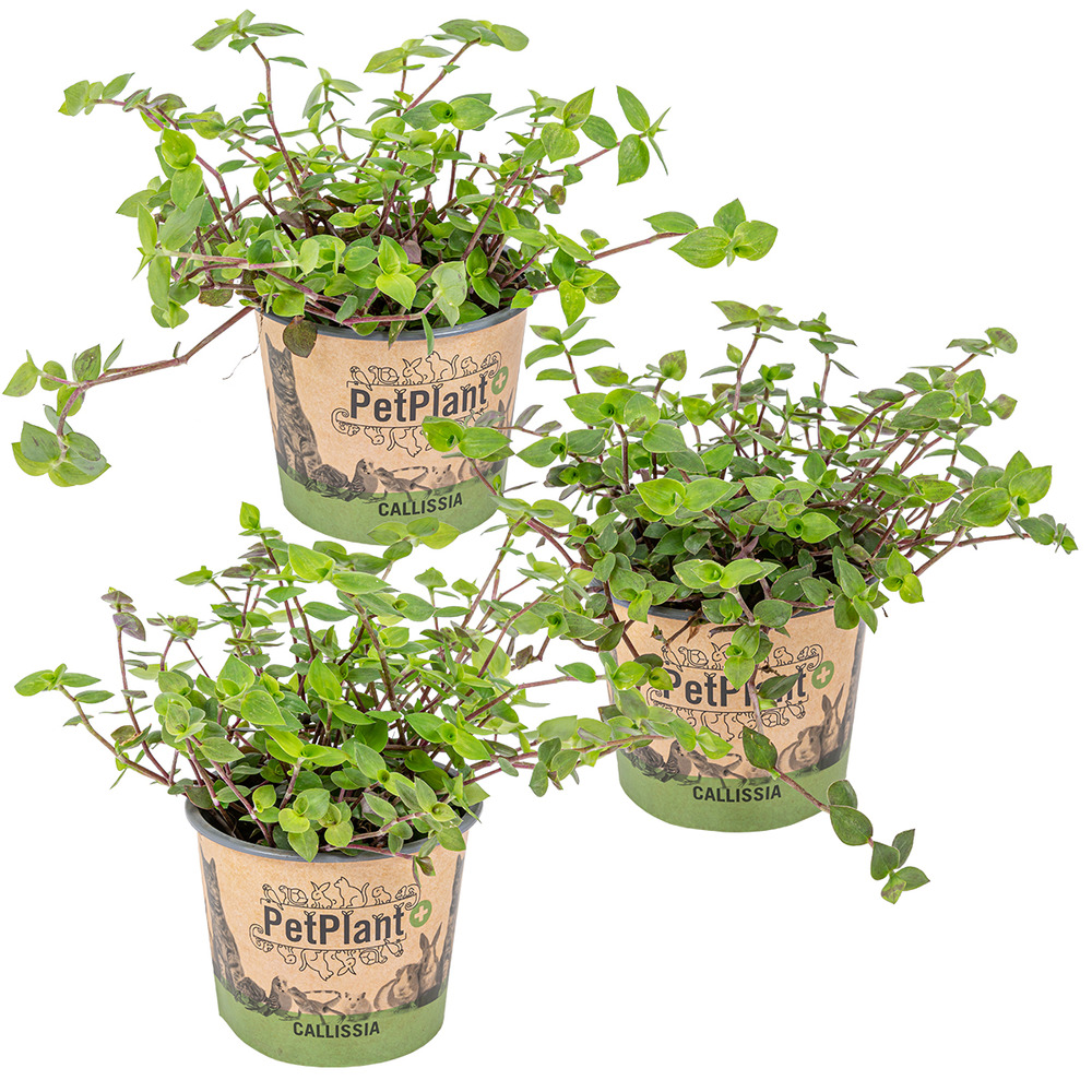 Lot de 3 - callisia repens - plante tortue - comestible pour animaux - 10-20 cm de haut - pot 12 cm