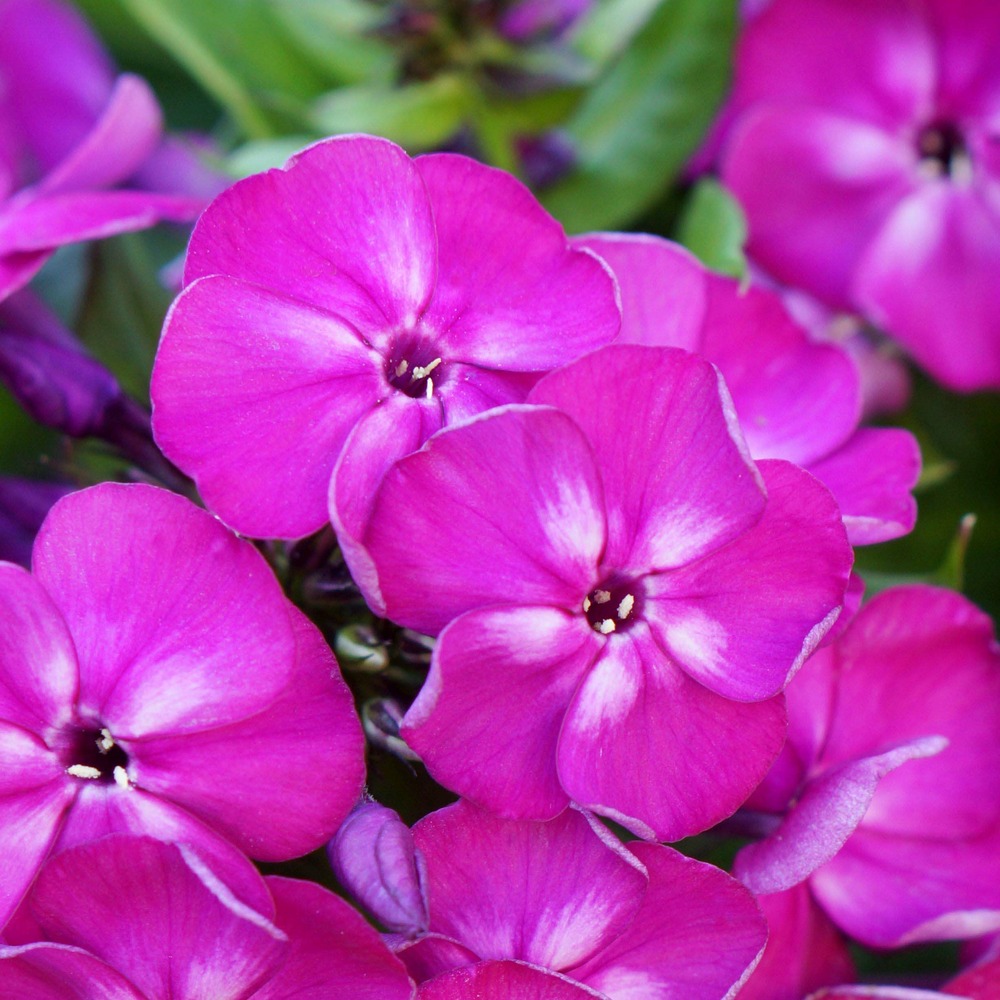 Phlox 'bambini desire' godet de 8/9 cm