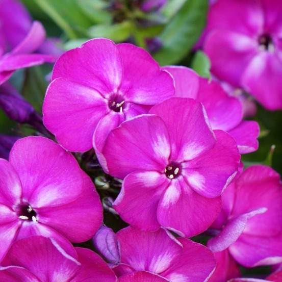 Phlox 'bambini desire' godet de 8/9 cm