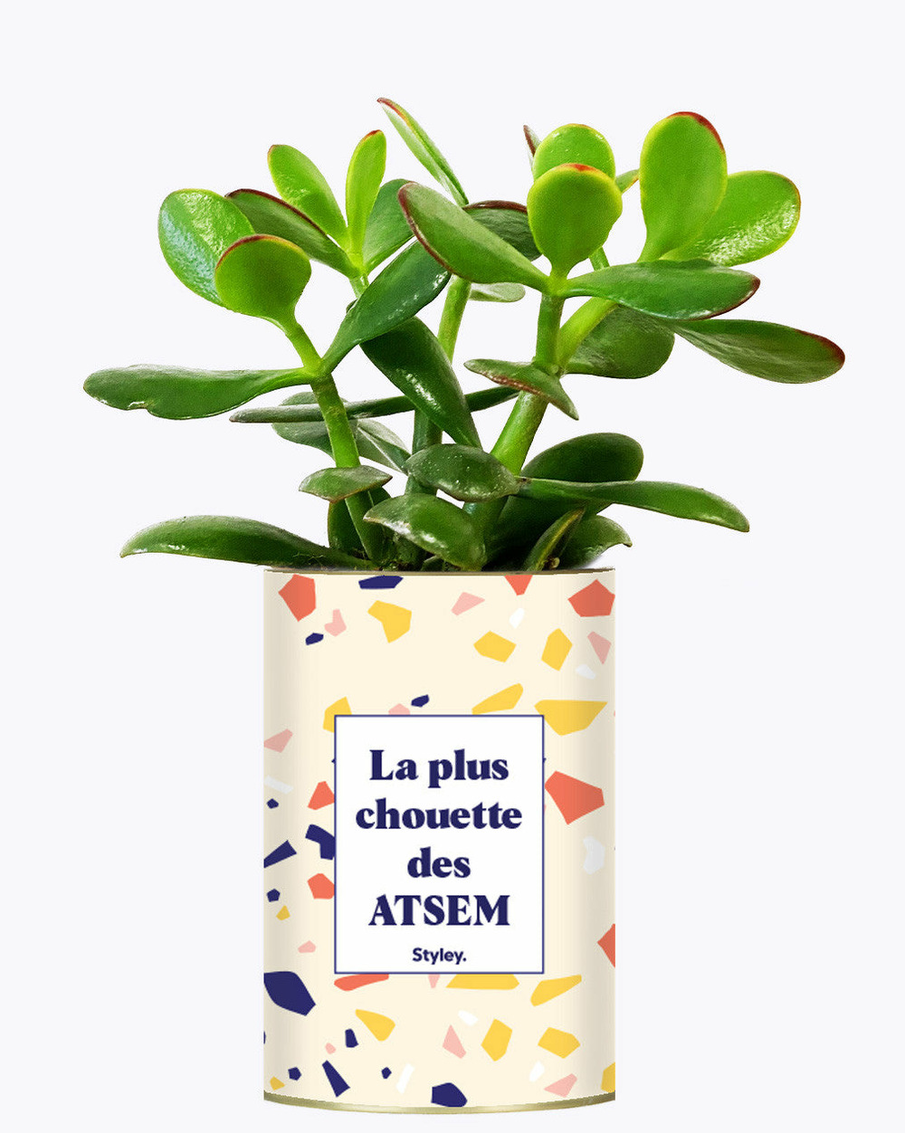 Plante à message - la plus chouette des atsem - cactus