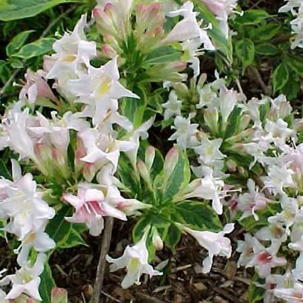 2 x weigela florida 'nana variegata' - weigela 'nana variegata'  - 60-80 cm pot