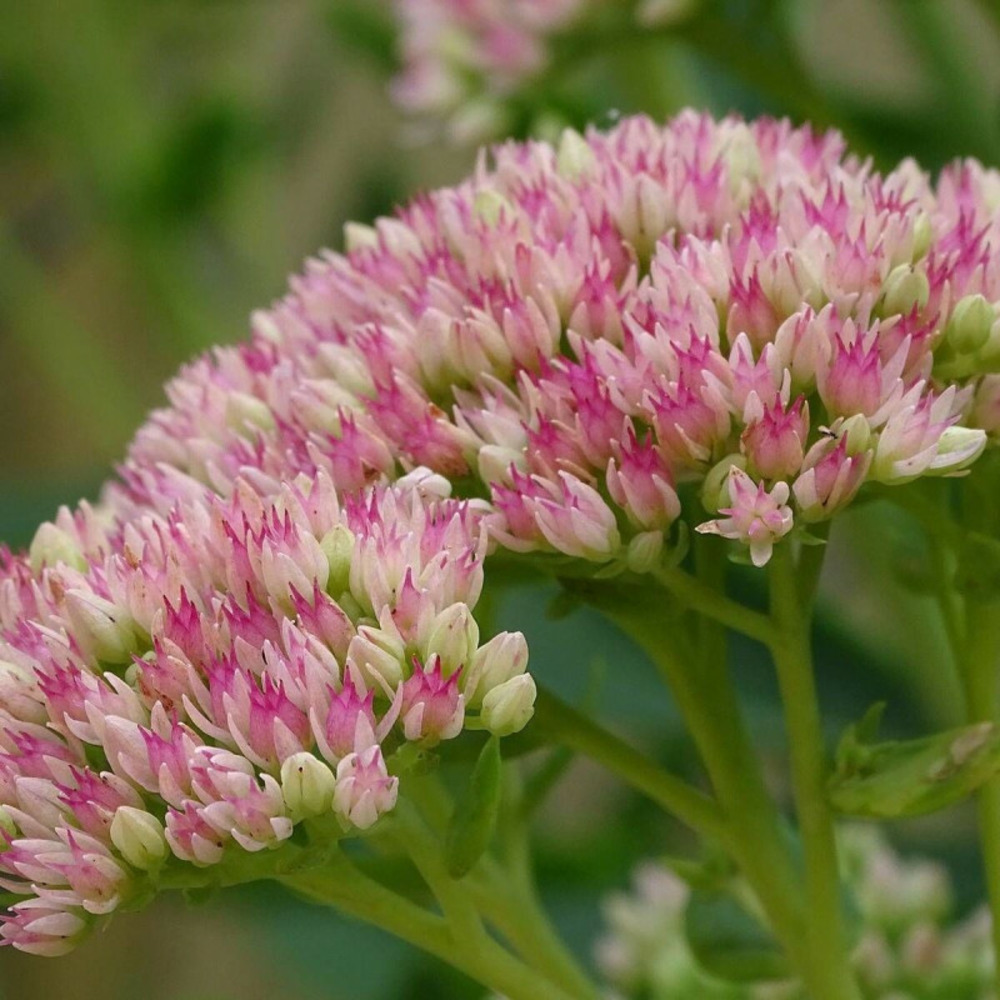 Orpin rosenteller, sedum lot de 3 godets