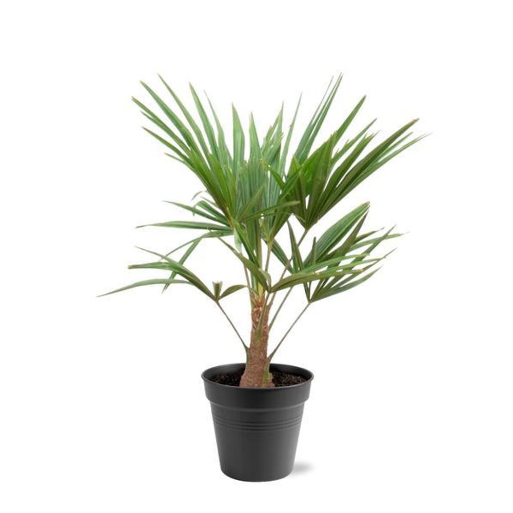 Trachycarpus palmier 85cm - plante d'intérieur