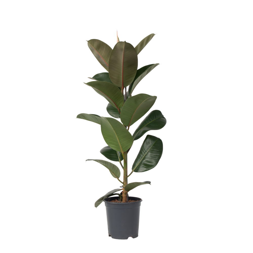 Caoutchouc - ficus elastica 'robusta' - hauteur 75-100cm - ⌀24cm