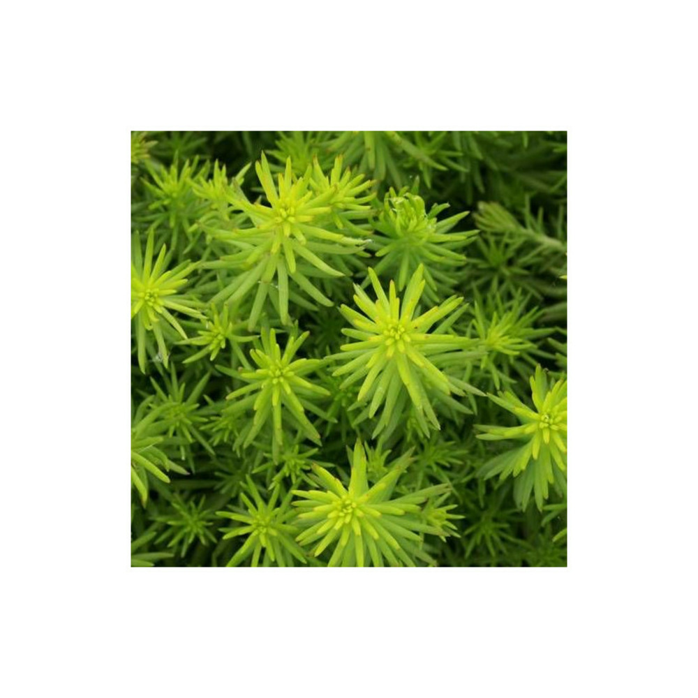 Orpin réfléchi angelina, sedum lot de 5 godets