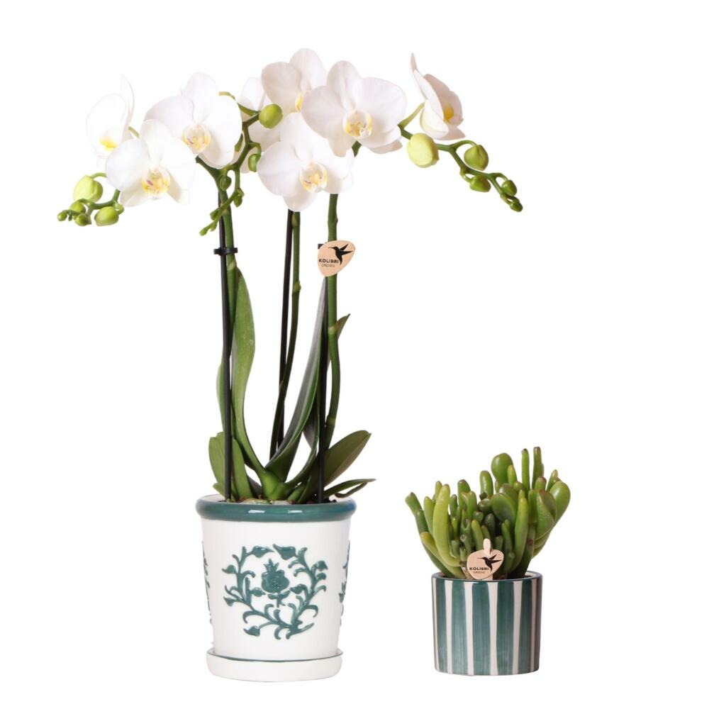 Kolibri orchids set d'orchidées blanches amabilis en pot malaga et succulentes en pot painted stripe vert