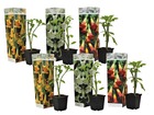 Brugmansia mix - set de 6 brugmansia différents - pot 9cm - hauteur 25-40cm