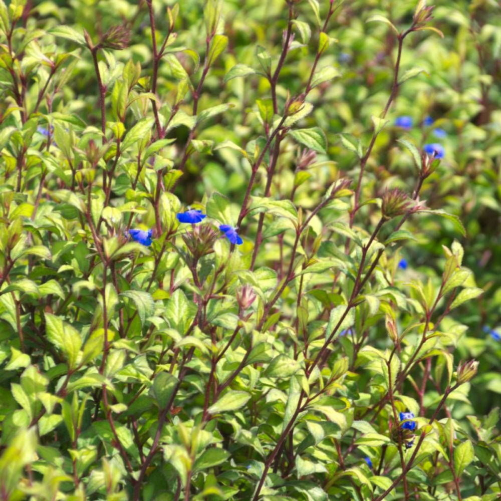 Plumbago de willmott pot de 3l - 25/30 cm