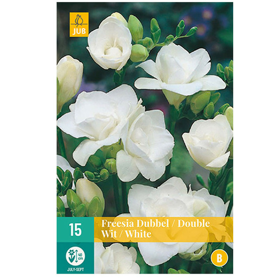 15 freesias doubles blancs