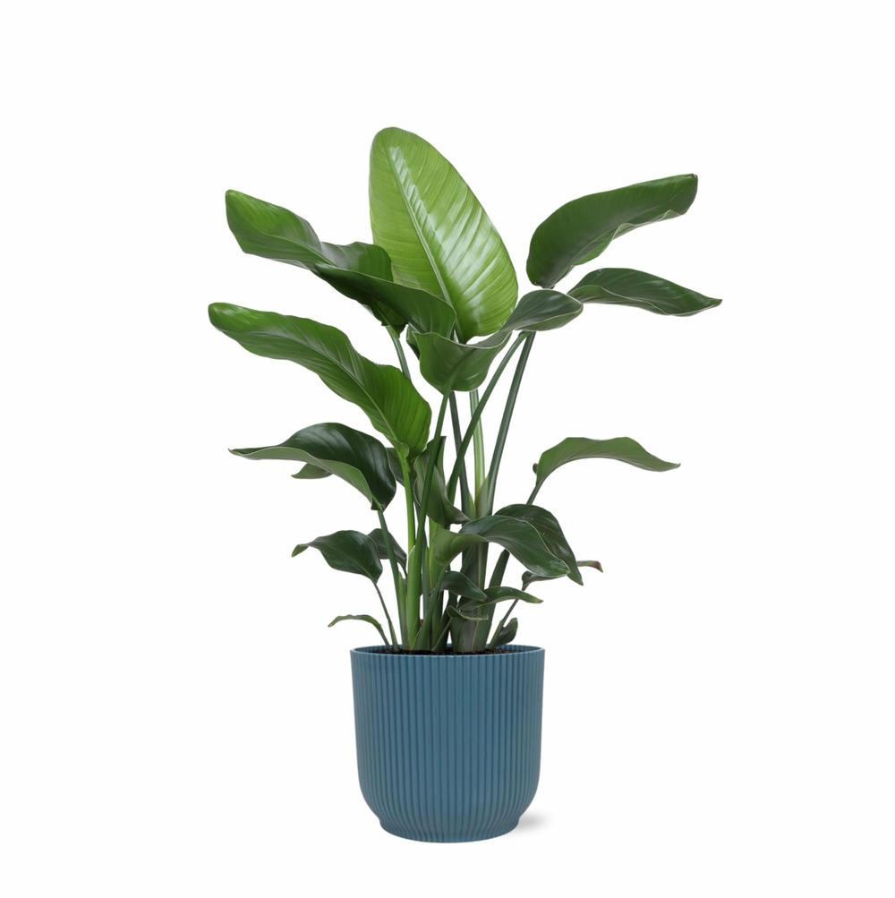 Strelitzia nicolai et son pot relief bleu - hauteur 80cm