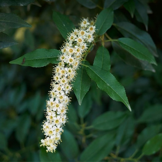 Laurier du portugal à feuilles étroites - prunus lusitanica angustifolia en pot 60/80cm