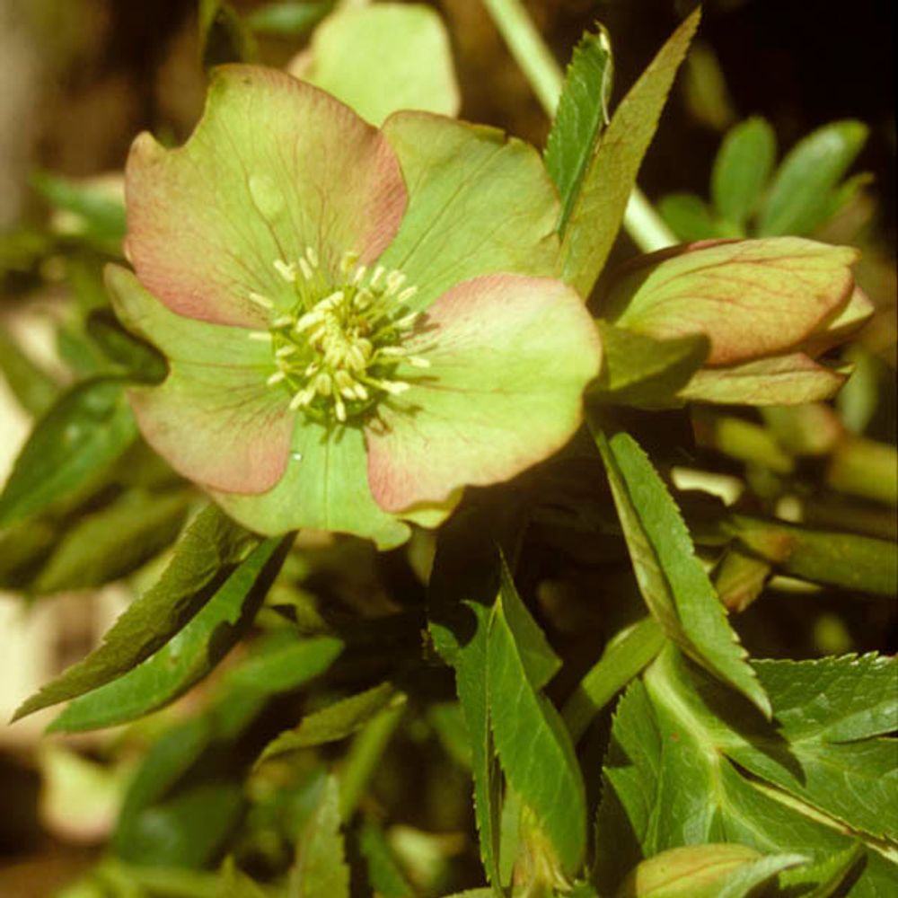 Hellébore torquatus pot de 12 cm / 13 cm