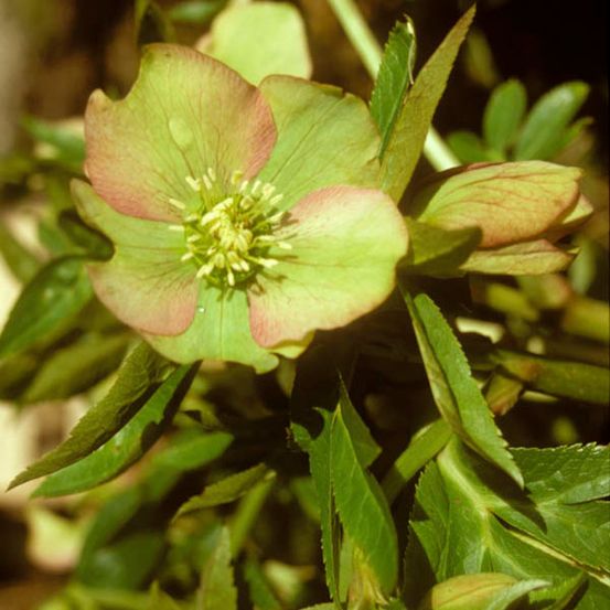 Hellébore torquatus pot de 12 cm / 13 cm