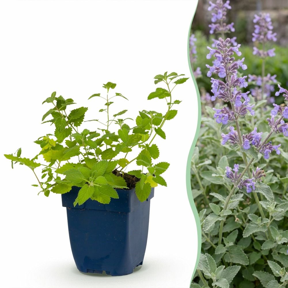 Népéta - lot de 6 - pot 11 cm - hauteur 25 cm