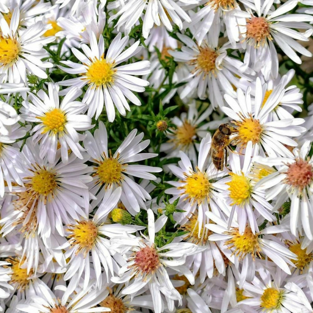 Aster grand d'automne herbstschnee, aster novae-angliae lot de 9 godets