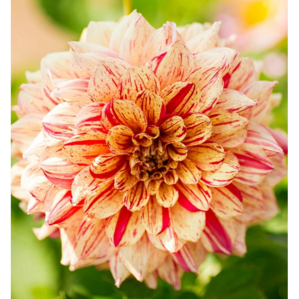 Bulbe de dahlia cactus marathon man sachet de 1 bulbe