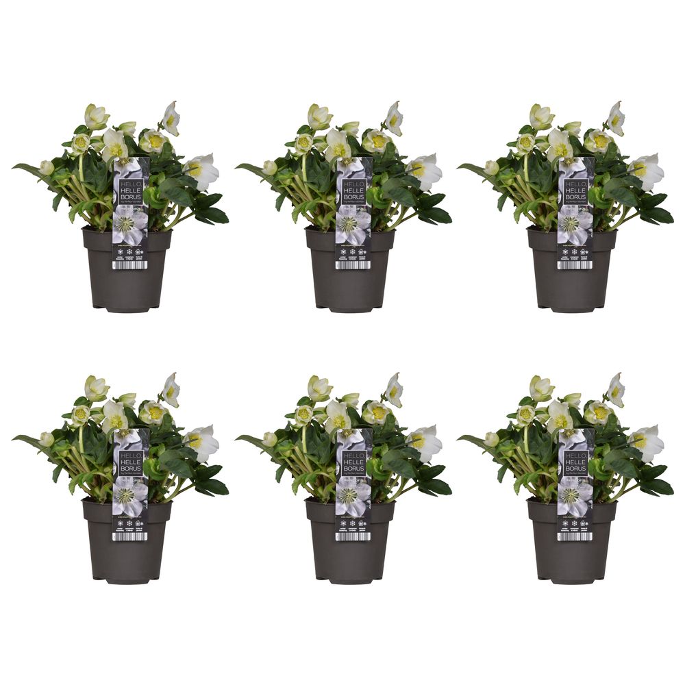 Lot de 6 - helleborus niger christmas carol - rose de noël - h. 20-30 cm - p. 12 cm