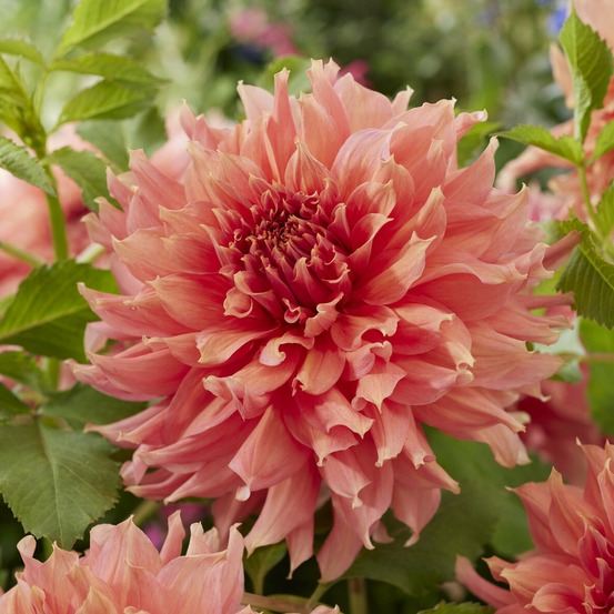 Dahlia géant fairway spur - le sachet de 1 bulbe