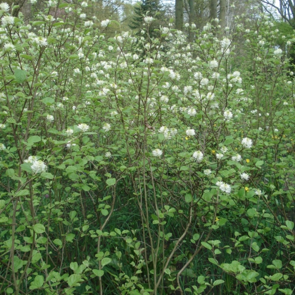 Fothergilla major pot de 7,5l/10l