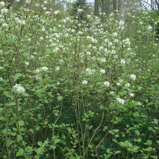 Fothergilla major pot de 7,5l/10l