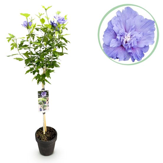 Hibiscus 'blue chiffon®' - pot 19 cm - hauteur 90 cm - plante d'extérieur