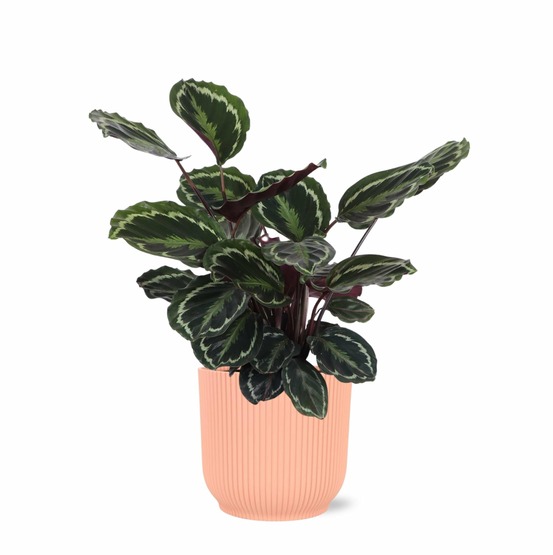Calathea medallion et son pot relief rose - hauteur 70cm