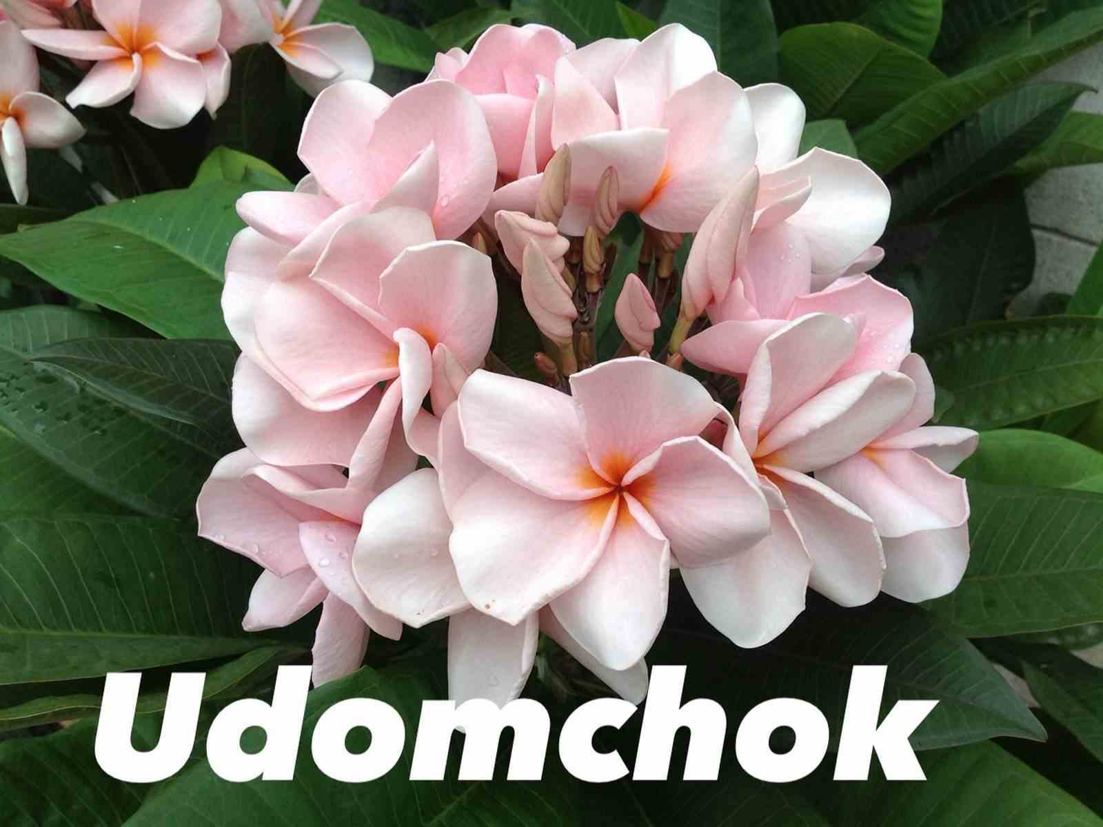 Plumeria rubra "udomchok" (frangipanier) taille pot de 2 litres ? 20/30 cm -   blanc et rose