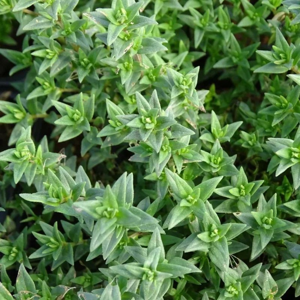 Micromérie grecque - sans traitement lot de 9 godets