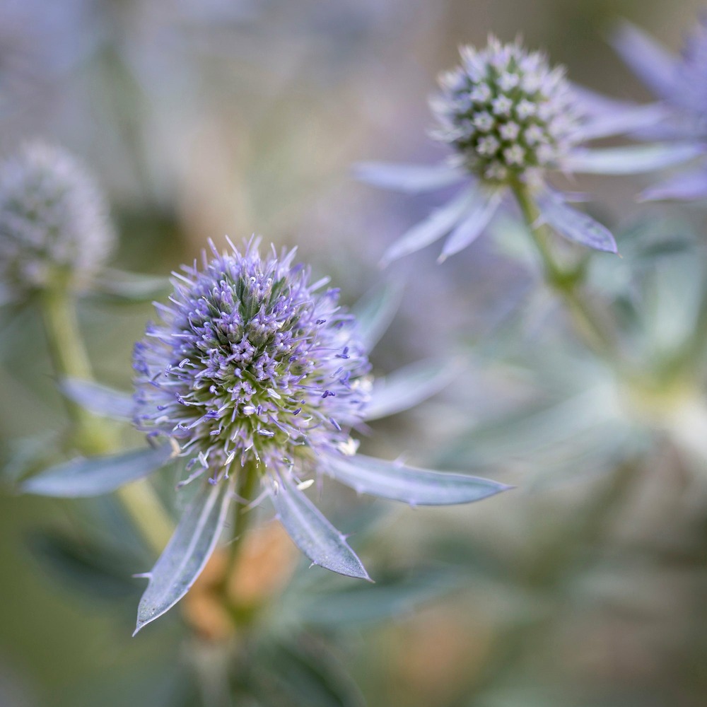 Panicaut à feuilles planes blauer zwerg - le pot / ø 9cm