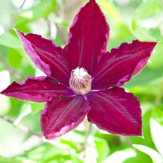 Clematite - clematis rouge cardinal 70cm