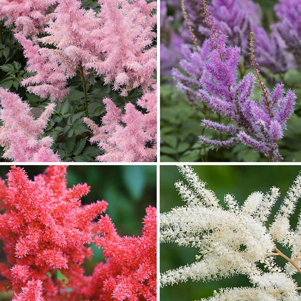 4 astilbes en mélange - le paquet de 4 racines nues, vendu par lot de 4