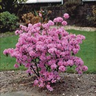 Rhododendron précoce, le pot / hauteur livrée 40-50cm