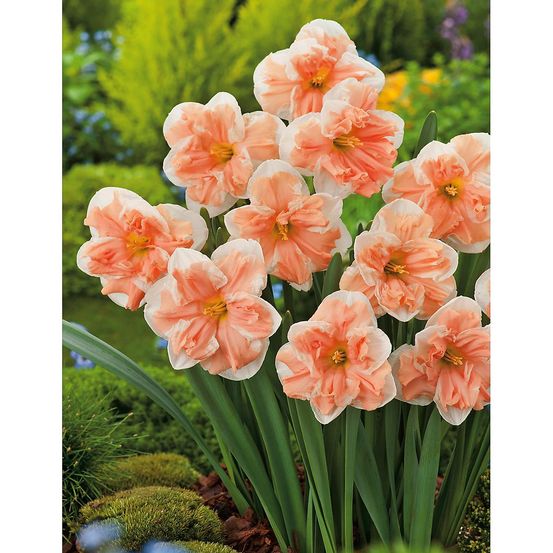 Narcisse apricot whirl - 5 bulbes