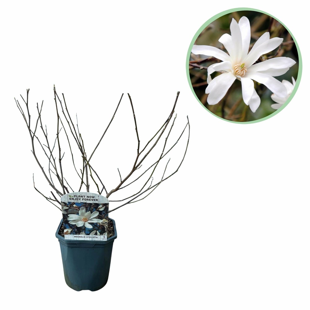 Arbustes - magnolia stellata - pot 17cm hauteur