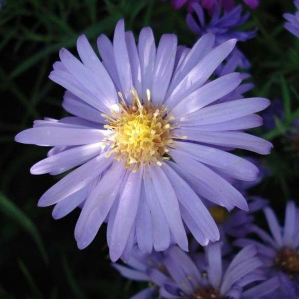 6 x aster nain 'lady in blue' - aster dumosus 'lady in blue'  - godet 9cm x 9cm