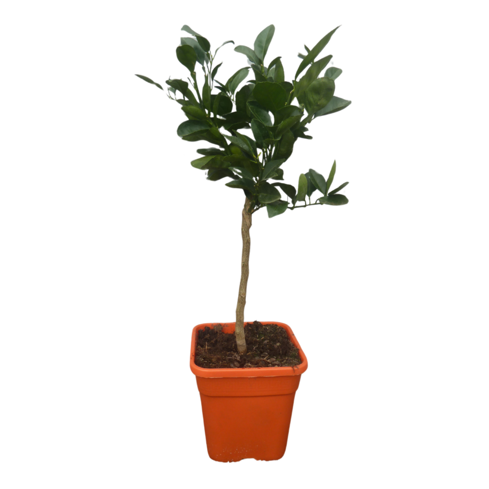Oranger - pot carré de 5 litres, hauteur 40/60 cm