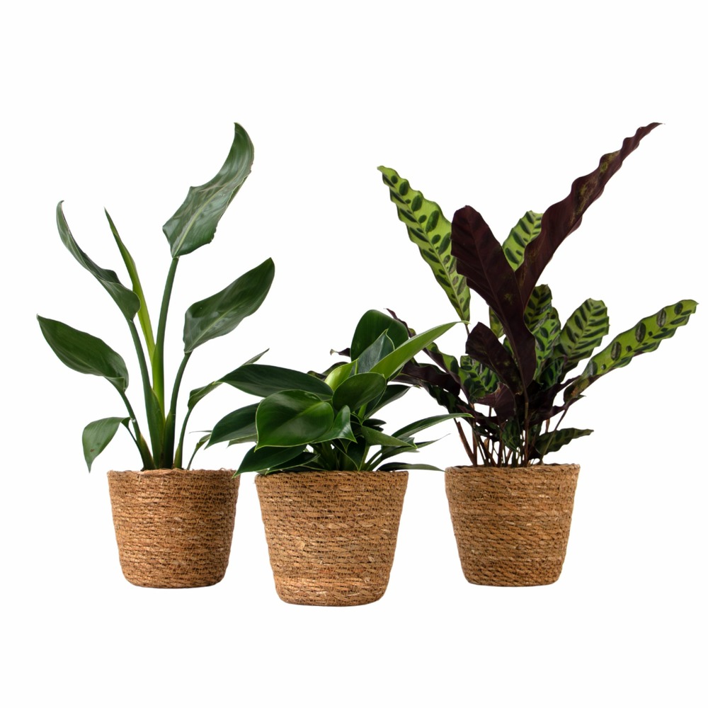 Lot de 3 plantes d’intérieur avec paniers - hauteur 25-40cm - ⌀12cm
