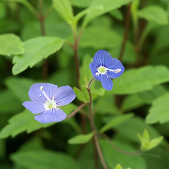 Véronique georgia blue lot de 9 godets