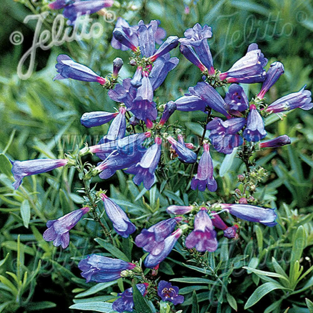 Penstemon züriblau lot de 3 godets