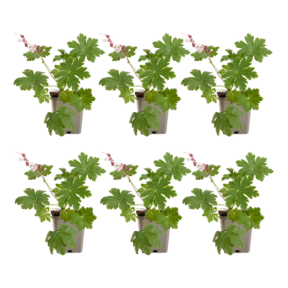 Lot de 6 - géranium macrorrhizum ‘spessart’ - h. 10-20 cm