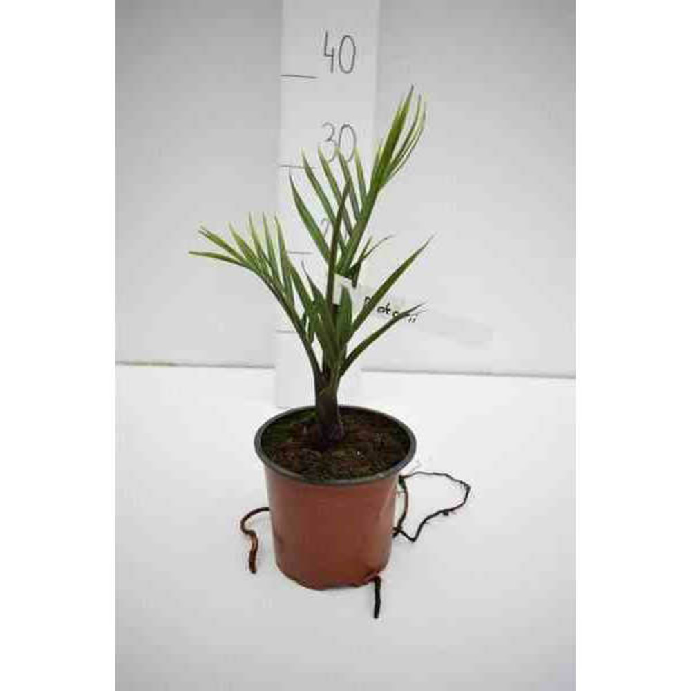 Dypsis decaryi (palmier trièdre) pot de 40 litres - 140/160 cm