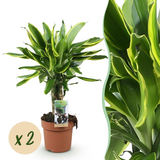 Dracaena fragrans golden coast – lot de 2 – pot 17 cm